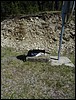 06 x 83 RD 44 x RD 21.JPG